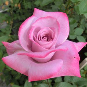 バラ苗 (予約販売)  パラダイス 2年大株苗 4号鉢