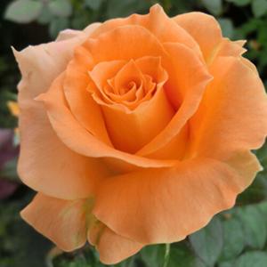 バラ苗 (予約販売) フローラダニカ 2年大株苗 4号鉢