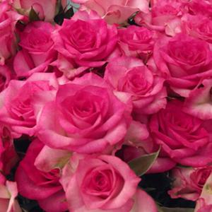 ミニバラ 赤 花の苗 の商品一覧 苗 花 ガーデニング 通販 Yahoo ショッピング