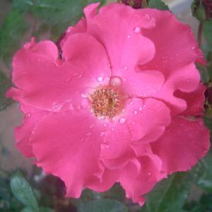 珍しいバラ苗の商品一覧 通販 Yahoo ショッピング