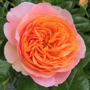 バラ苗 (予約販売) カラメラ 2年大株苗 4号鉢 : 菜園くらぶ Yahoo!店