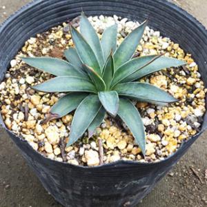 多肉植物 アガベ コリマリナ 15cmポット