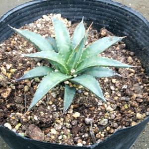 アガベ セルシーノバ(Agave celsii nova) : Cultivate Store - 通販