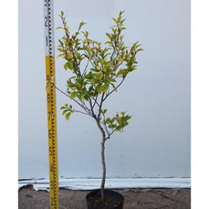 庭木 カラタネオガタマ 21cmポット