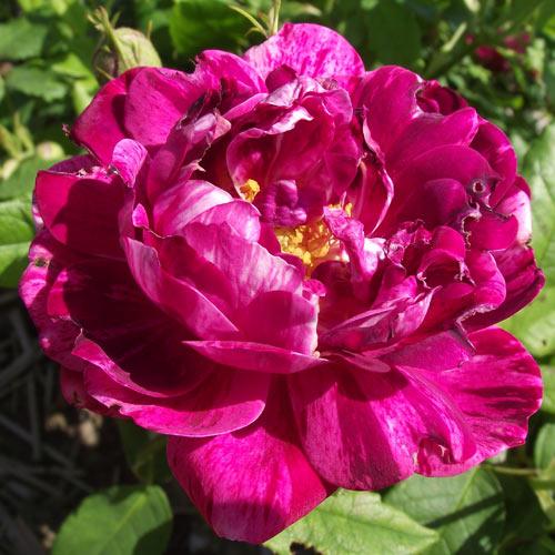 バラ苗 (予約販売) コマンダンボールペール 2年大株苗 4号鉢 （オールドローズ・原種系）