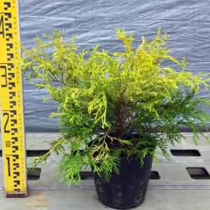 庭木 植木：キャラ 玉造り(きゃらたまづくり) *キャラボク 伽羅 : 遊恵