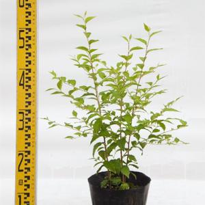 苗木 エゴノキ・株立ち 15cmポット