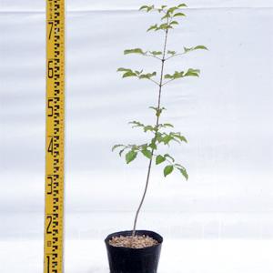 アオダモ 苗 1株 シンボルツリー 花木苗 国華園 : 花と緑 国華園