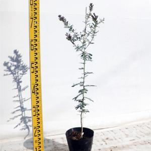 日本花キ流通 マンゴー リリー 6号鉢 送料無料 接木苗 苗木 果樹苗