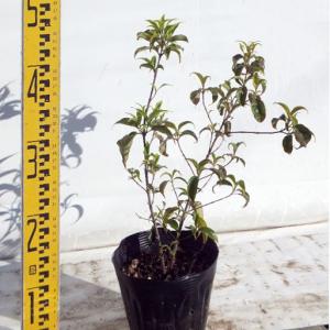 苗木 常緑ヤマボウシ 15cmポット