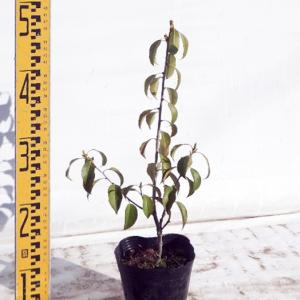 苗木 ソヨゴ 12cmポット