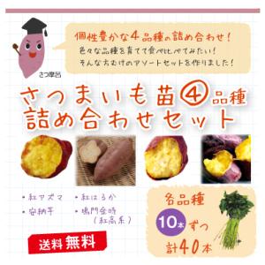 令和7年入荷分完売！】バイオ(ウイルスフリー)苗 栗かぐや PVP登録品種