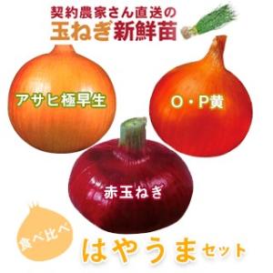 玉ねぎの苗 （予約） はやうまセット