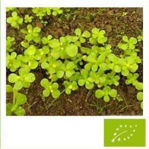 夏 すべりひゆ 種 有機 / グリーンフィール...の詳細画像1