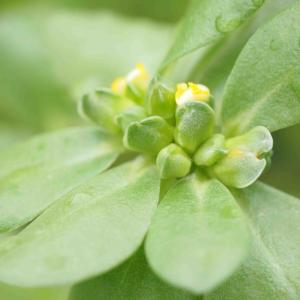 夏 すべりひゆ 種 有機 / グリーンフィール...の詳細画像2