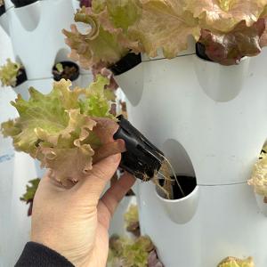 水耕栽培 アクアポニックス キット 大型 CU...の詳細画像4