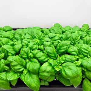 バジル　2キロ 4月上旬以降発送予定】 スーパーバジル 2ポットセット 野菜 苗 珍しい