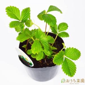 ワイルドストロベリー 赤 いちご 苗 ハーブ 野菜 / ９ｃｍ