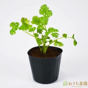 パクチー 苗の商品一覧 通販 Yahoo ショッピング
