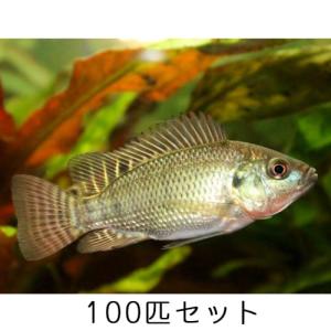 淡水魚 ティラピア 稚魚 100匹 セット