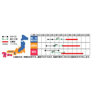 サカタのタネ 鉢植えミニトマト レジナ 種 メ...の詳細画像1