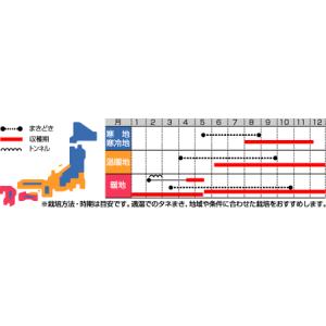 サカタのタネ 西洋ふだん草 スイスチャード アイデアル 種 家庭菜園 プランター栽培 たね 種子 メール便対応 販売 西洋不断草