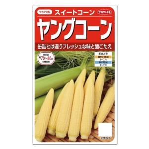サカタのタネ ヤングコーン 種 家庭菜園 とうもろこしのタネ たね 種子 夏野菜 メール