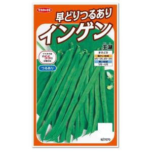 サカタのタネ 早どり多収穫 つるあり インゲン 王湖 種 家庭菜園 隠元