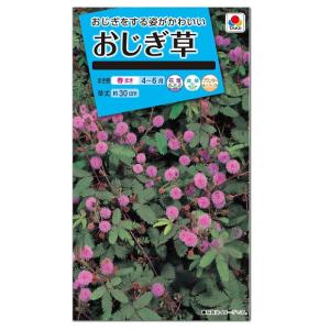 タキイ おじぎ草 種  一年草 花壇 プランター たね オジギソウ 初心者向け かわいい おじぎそう ガーデニング ネムリグサ