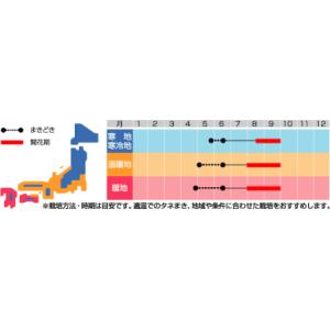 サカタのタネ おじぎ草 全商品オープニング価格 種 一年草 花壇 プランター たね ガーデニング おじぎそう オジギソウ 切花