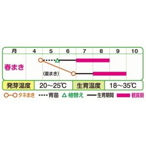 タキイ 初雪草 氷河 FZZ381 種 種子 ...の詳細画像1