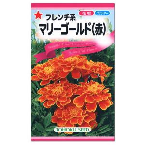 トーホク フレンチ系 マリーゴールド 赤 種 花壇 プランター 寄せ植え 草花 たね コンパニオンプランツ ガーデニング