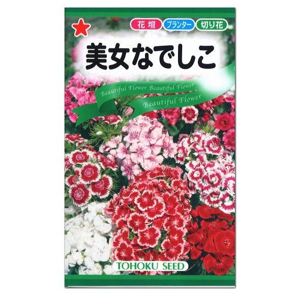 トーホク ダイアンサス 美女なでしこ 種 花壇 プランター 切花 たね タネ 種子 かわいい 撫子 ...