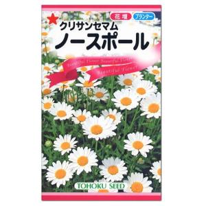 トーホク ノースポール 種  花壇 プランター たね  ガーデニング クリサンセマム メール便対応