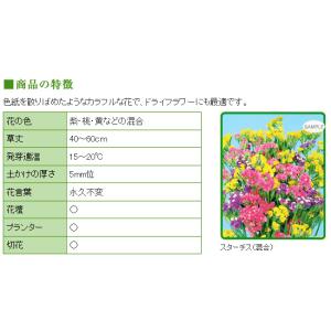 営業 トーホク スターチス 混合 種 一年草 花壇 たね ガーデニング メール便対応 切花 プランター