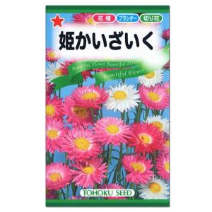 花かんざし 花壇の商品一覧 通販 Yahoo ショッピング