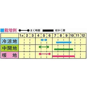 トーホク つるむらさき 赤茎 種 家庭菜園 蔓...の詳細画像1