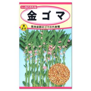 トーホク  金ゴマ 種 生産地 茨城県 家庭菜園 タネ 金ごま たね 種子 野菜 リノール酸 オレイン酸 ビタミンE 免疫力アップ メール便対応 胡麻