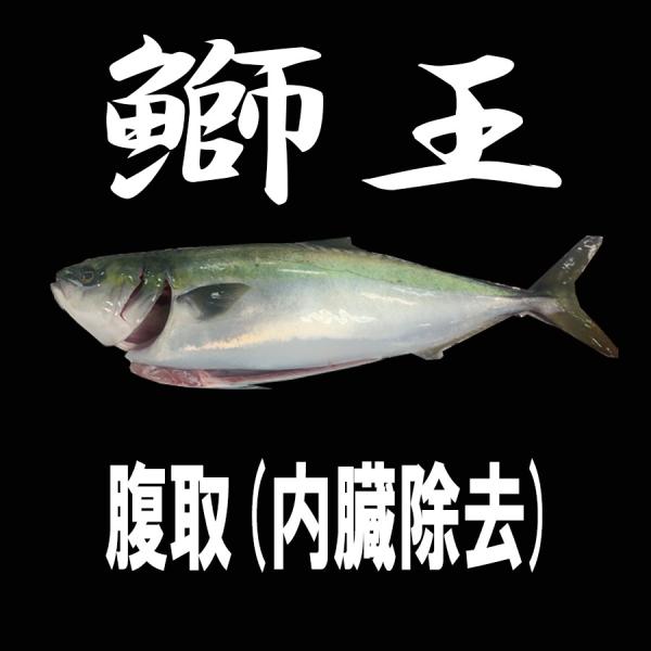 ブランド養殖ぶり　鰤王　丸魚（ラウンド)　頭付き腹処理済