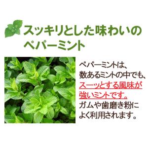 ミントパウダー50g ペパーミント メントール...の詳細画像2