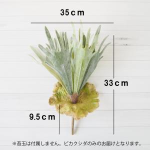 フェイクグリーン ビカクシダ コウモリラン 観...の詳細画像1