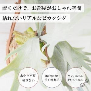 フェイクグリーン ビカクシダ コウモリラン 観...の詳細画像2