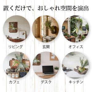フェイクグリーン ビカクシダ コウモリラン 観...の詳細画像4