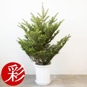 もみの木高さ180cm本物のクリスマスツリー樅の木群馬県産高品質