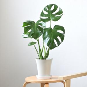 観葉植物 本物 モンステラ 6号鉢 鉢カバーオ...の詳細画像1
