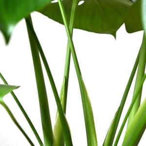 観葉植物 本物 モンステラ 6号鉢 鉢カバーオ...の詳細画像2