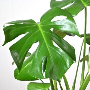 観葉植物 本物 モンステラ 6号鉢 鉢カバーオ...の詳細画像3