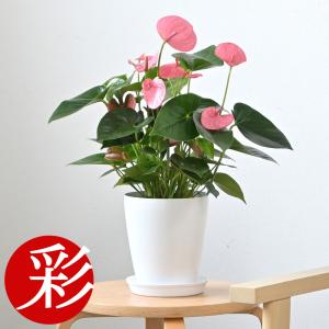 送料無料 カシワバゴム ゴムの木 フィカス リラータ 10号 観葉植物 10