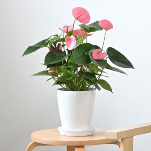 観葉植物 本物 アンスリウム 6号鉢 鉢カバー...の詳細画像1