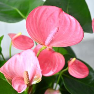 観葉植物 本物 アンスリウム 6号鉢 鉢カバー...の詳細画像2